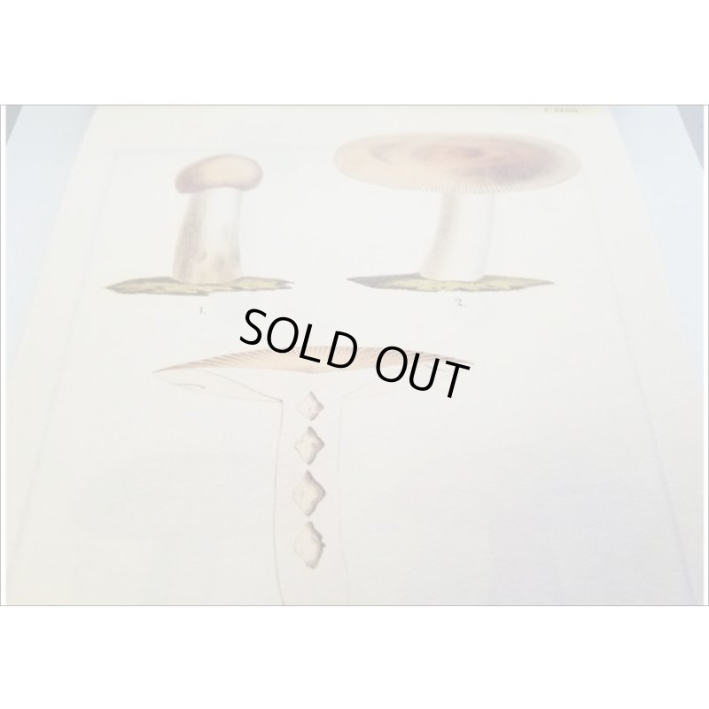 画像8: 便せんになったよ★いろんなキノコ★　100枚レターブック　