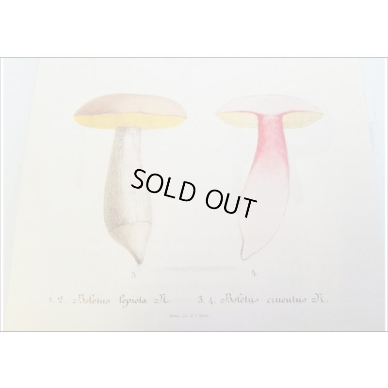 画像9: 便せんになったよ★いろんなキノコ★　100枚レターブック　