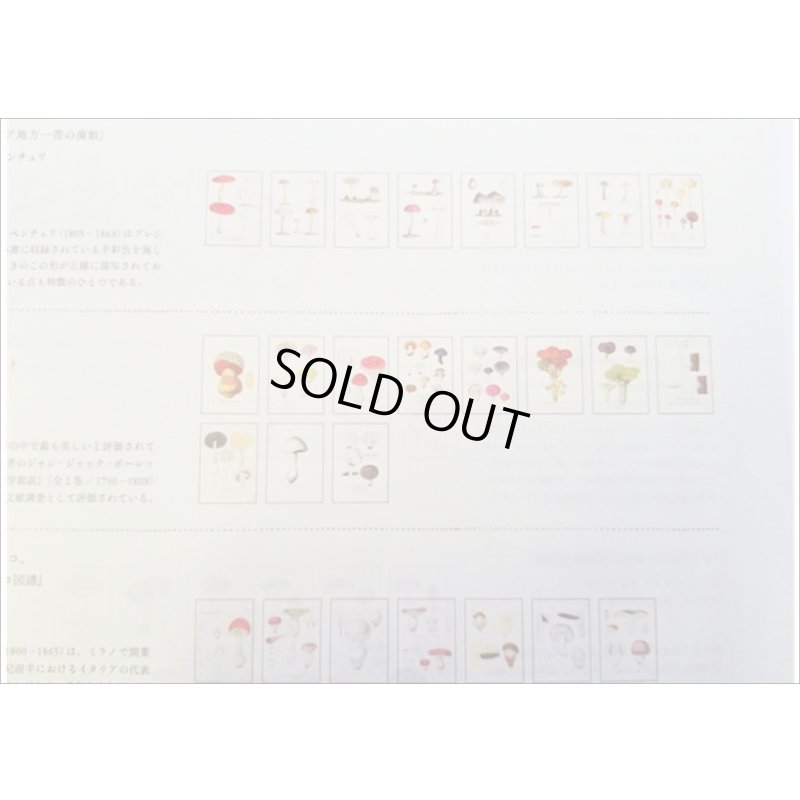 画像4: 便せんになったよ★いろんなキノコ★　100枚レターブック　