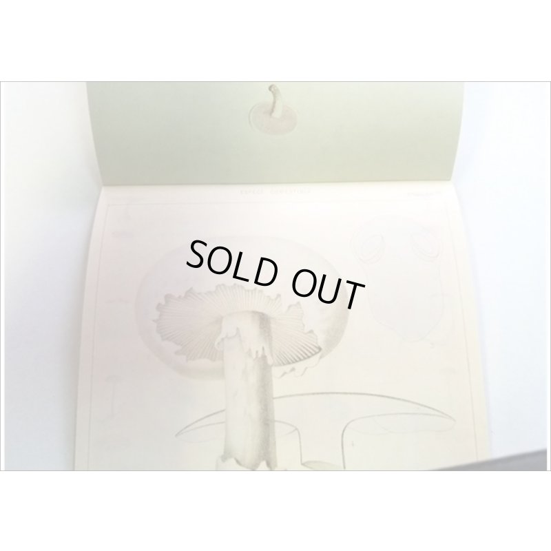 画像14: 便せんになったよ★いろんなキノコ★　100枚レターブック　