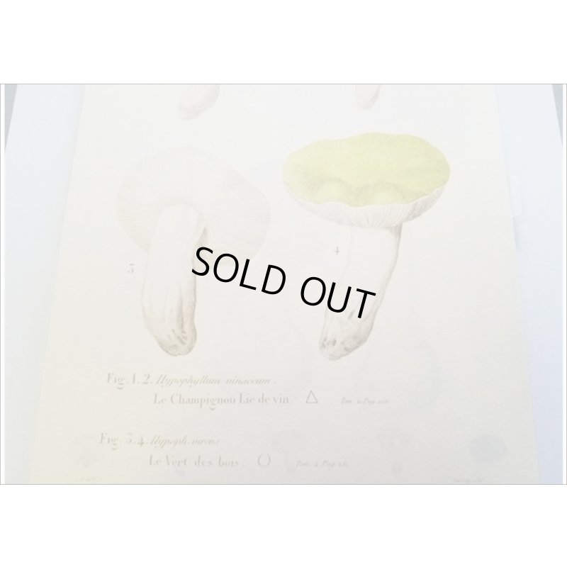 画像10: 便せんになったよ★いろんなキノコ★　100枚レターブック　