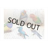 大きい透明シール＊インコ＊鳥＊コラージュ＊30枚入り*海外製 