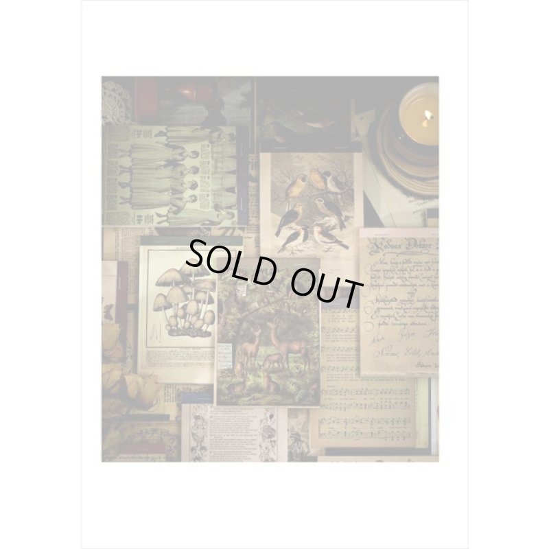 画像15: ざっくりメモ帳＊植物＊ペーパーセット＊60枚＊海外製