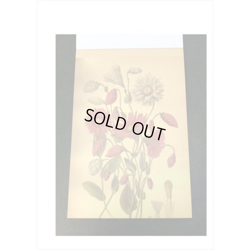 画像11: トレペシール帳＊フラワー＊柄違い30枚＊はがきサイズ＊海外製