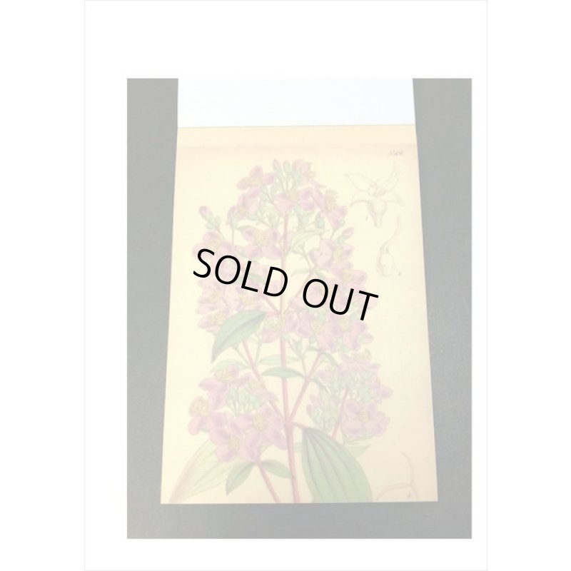 画像7: トレペシール帳＊フラワー＊柄違い30枚＊はがきサイズ＊海外製