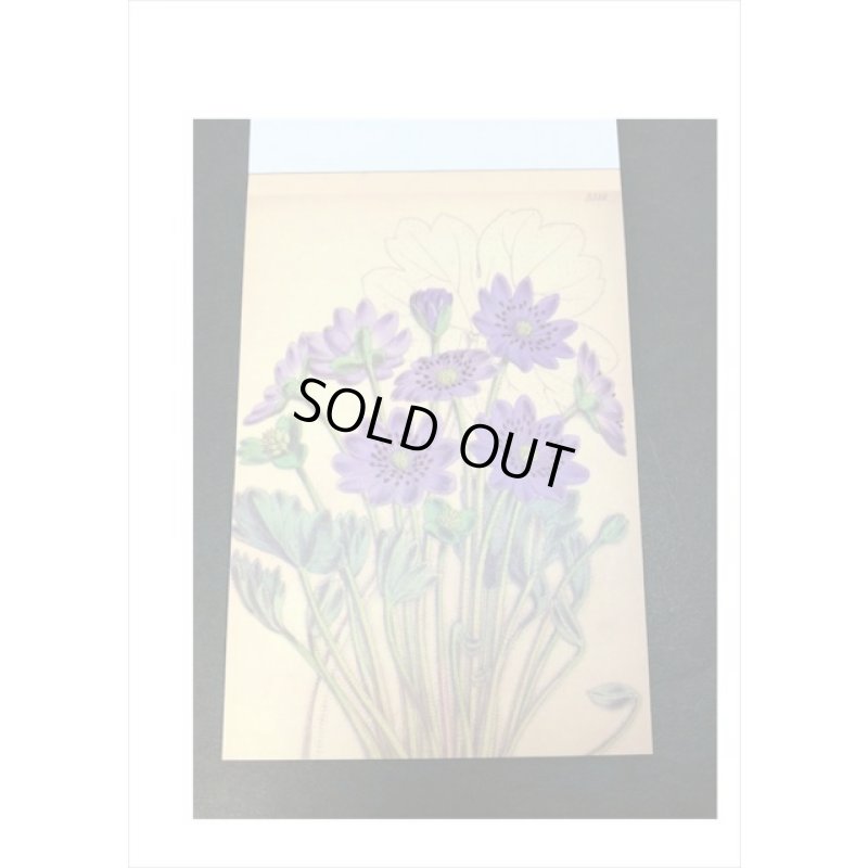 画像8: トレペシール帳＊フラワー＊柄違い30枚＊はがきサイズ＊海外製