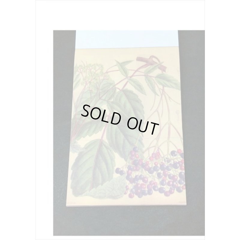 画像10: トレペシール帳＊フルーツ＊柄違い30枚＊はがきサイズ＊海外製