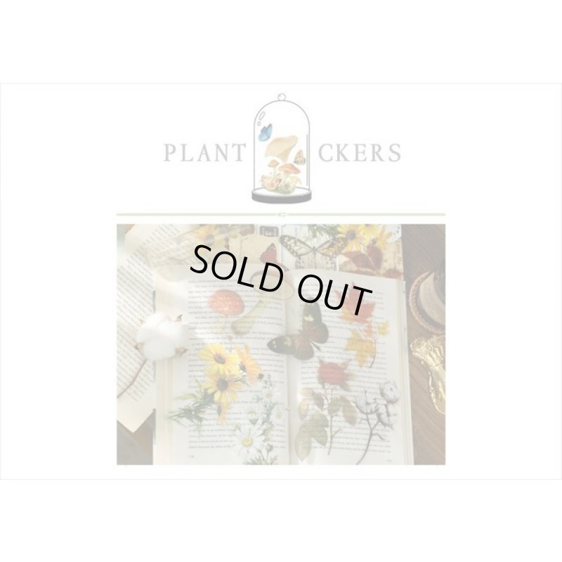 画像7: 大きい♪本物みたいな花🌸＊薔薇＊鳥かご＊防水＊透明シール＊11枚＊海外製