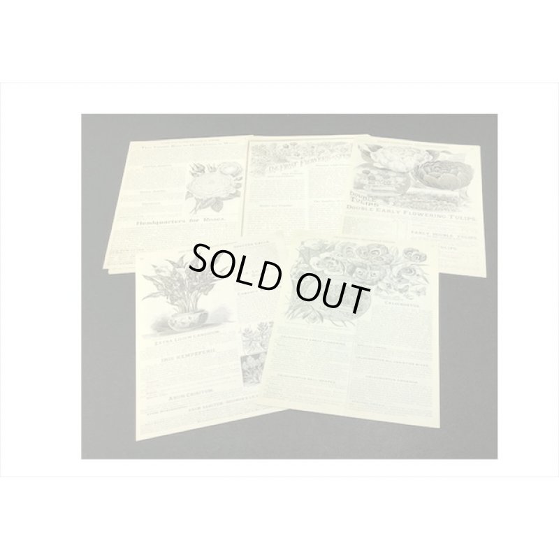 画像5: アジのある紙＊花の歴史＊60枚＊海外製