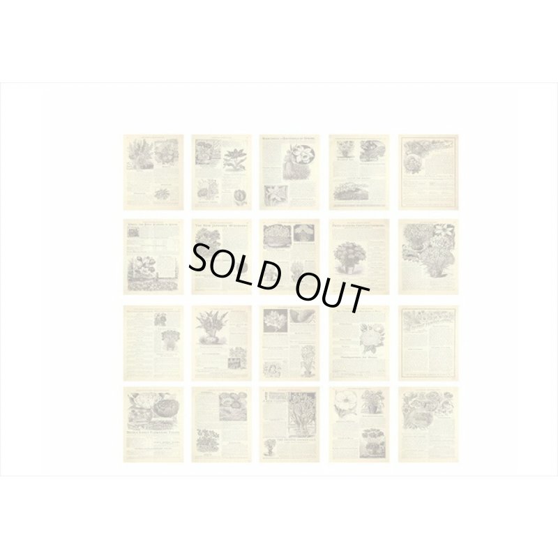 画像7: アジのある紙＊花の歴史＊60枚＊海外製