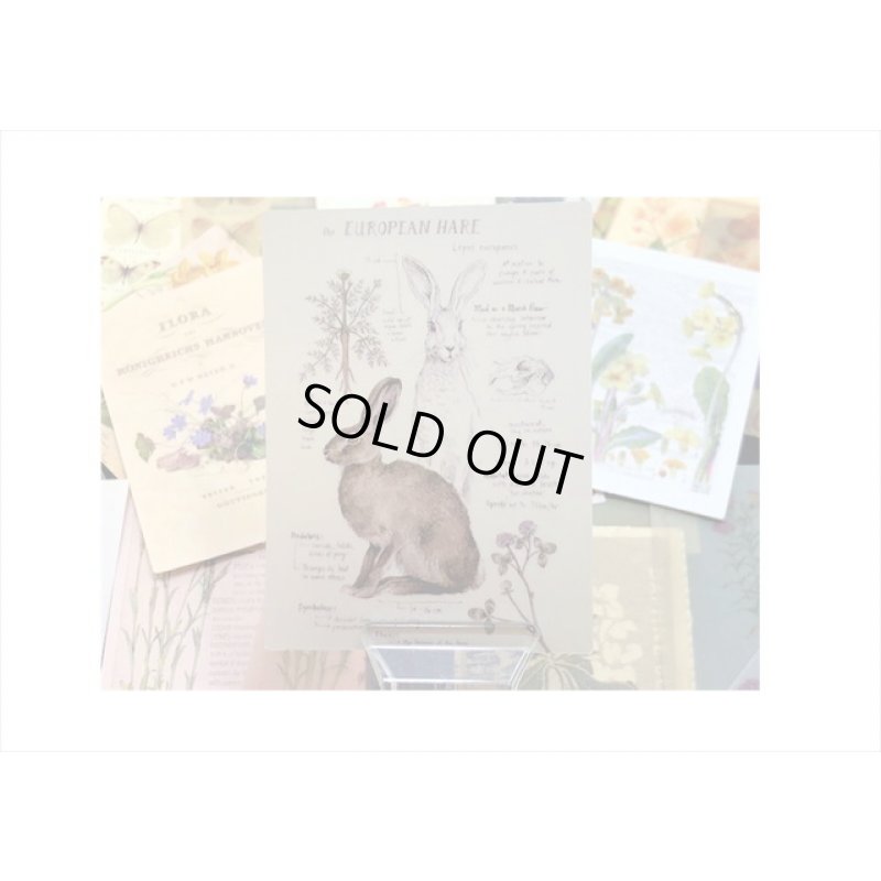 画像3: どっちが好き？フラワー＊2種のペーパー＊トレペ＊30枚入り＊海外製