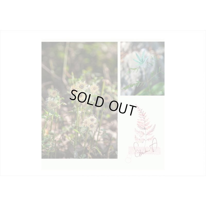 画像6: 持ち手付き＊本物みたい🌸リーフ（葉）＊防水＊透明シール＊30枚＊海外製