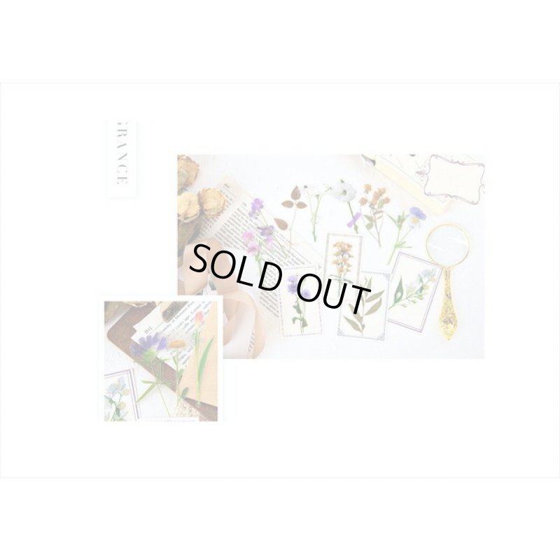 画像10: 本物みたい🌸＊クリーム＊ノースポール＊透明シール＊40枚＊海外製