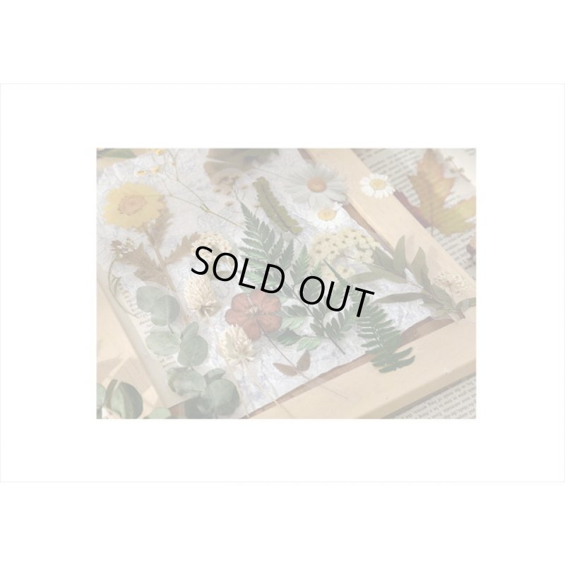 画像17: ユーカリ＊讃美歌＊大きな台紙セット＊透明シール＊海外製