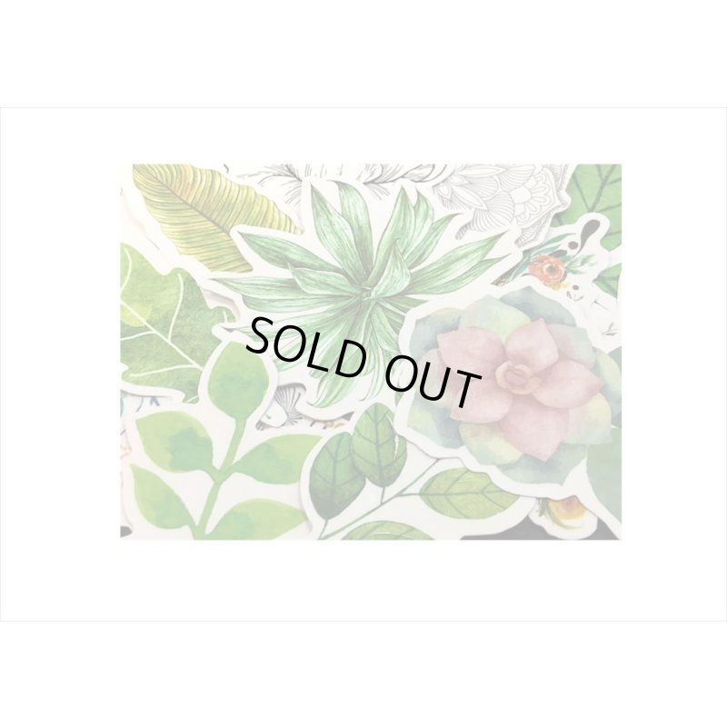 画像5: 100枚💓柄違い＊植物🌸🍃大きめダイカットステッカー＊海外製