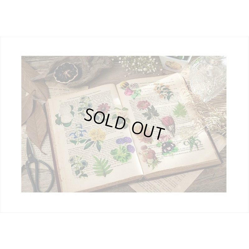 画像11: 防水＊植物いろいろ＊ホワイト・椿＊PETシール＊30枚＊海外製