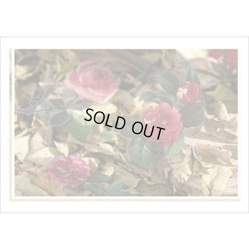 画像13: フレーム台紙＊バラ＊PETシール＊海外製