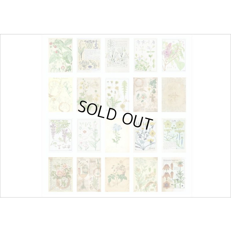 画像8: コーヒー染め風＊2種のペーパーセット＊マキアート・植物＊20枚＊海外製