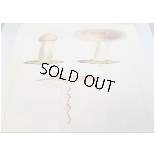 画像8: 便せんになったよ★いろんなキノコ★　100枚レターブック　 (8)