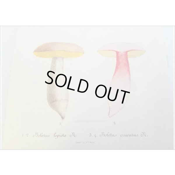 画像9: 便せんになったよ★いろんなキノコ★　100枚レターブック　 (9)