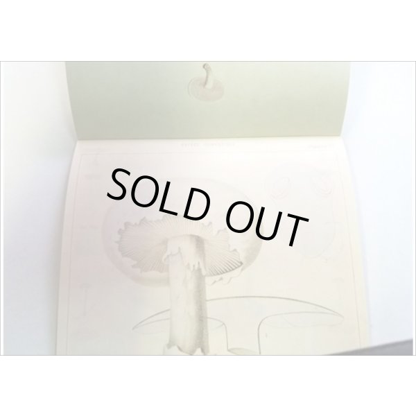 画像14: 便せんになったよ★いろんなキノコ★　100枚レターブック　 (14)