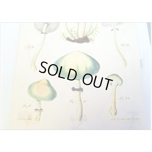 画像12: 便せんになったよ★いろんなキノコ★　100枚レターブック　 (12)