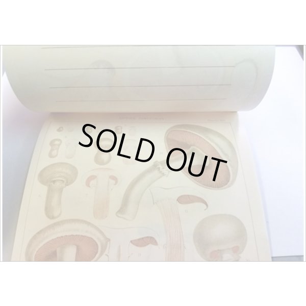 画像15: 便せんになったよ★いろんなキノコ★　100枚レターブック　 (15)