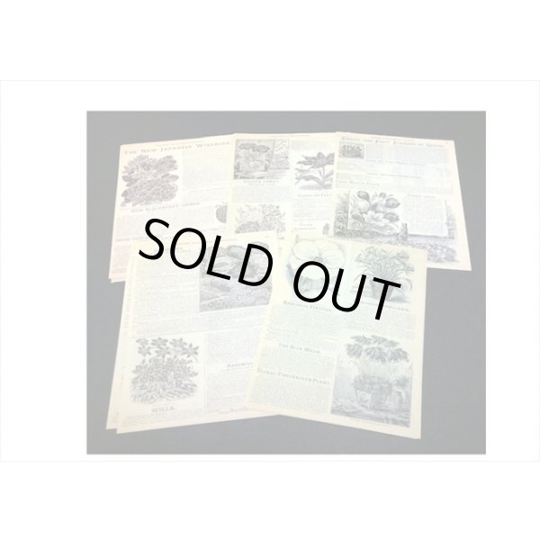 画像4: アジのある紙＊花の歴史＊60枚＊海外製 (4)