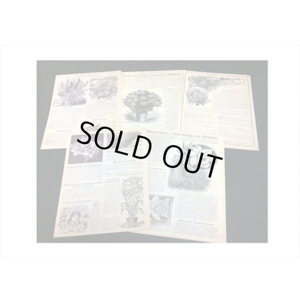 画像3: アジのある紙＊花の歴史＊60枚＊海外製 (3)