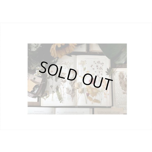 画像8: ドライフラワー＊古いノート＊大きな台紙セット＊透明シール＊海外製 (8)