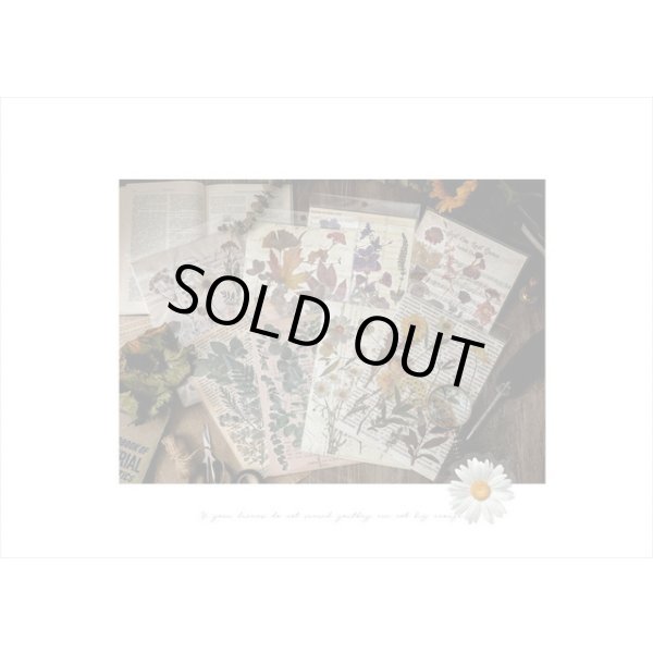 画像18: ドライフラワー＊古いノート＊大きな台紙セット＊透明シール＊海外製 (18)