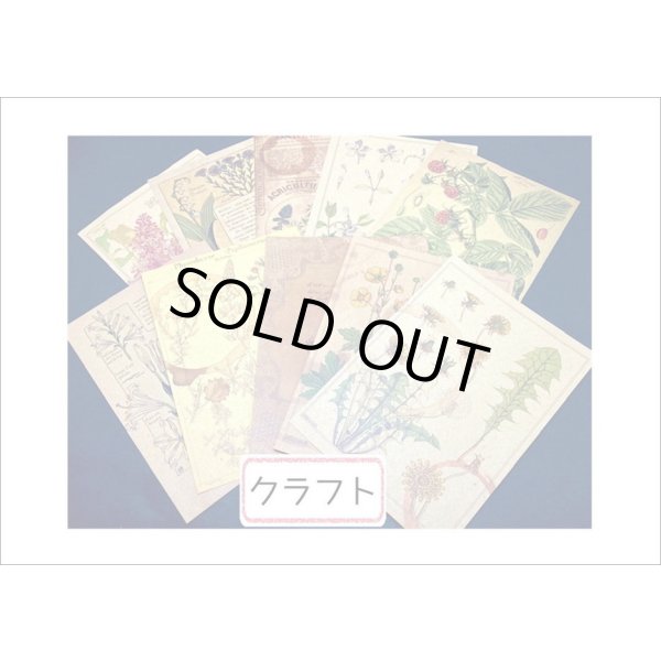 画像4: コーヒー染め風＊2種のペーパーセット＊マキアート・植物＊20枚＊海外製 (4)