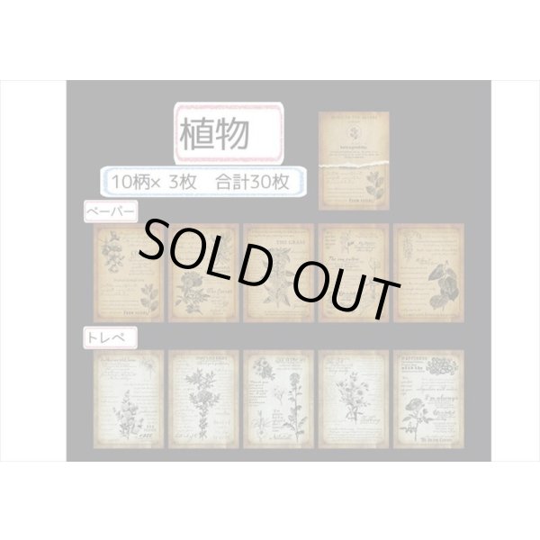 画像9: 2種のアンティークなペーパーセット＊植物＊30枚＊海外製 (9)